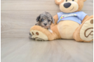 Poodle Pup Being Cute