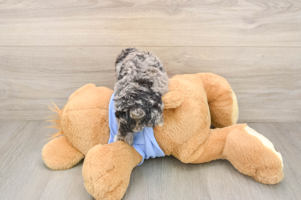 Poodle Pup Being Cute