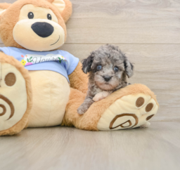 6 week old Poodle Puppy For Sale - Pilesgrove Pups