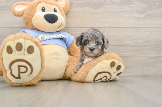 Best Poodle Baby