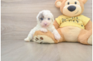 Akc Registered Poodle Baby