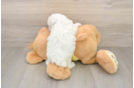 Poodle Puppy for Adoption