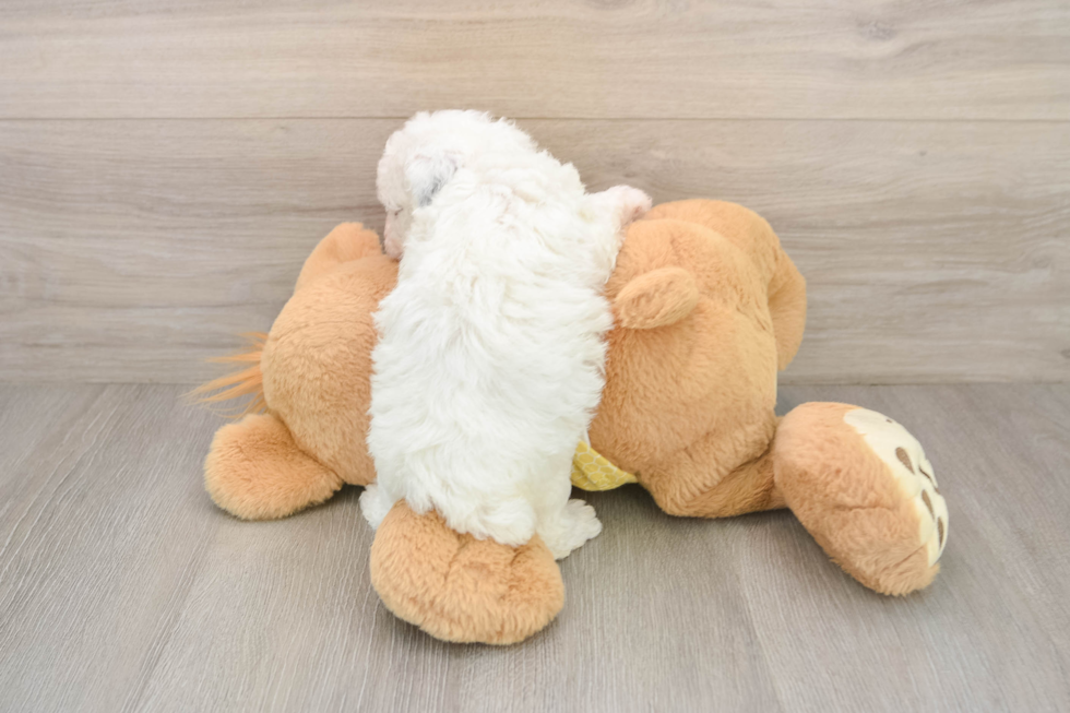 Poodle Puppy for Adoption