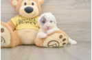 Poodle Pup Being Cute