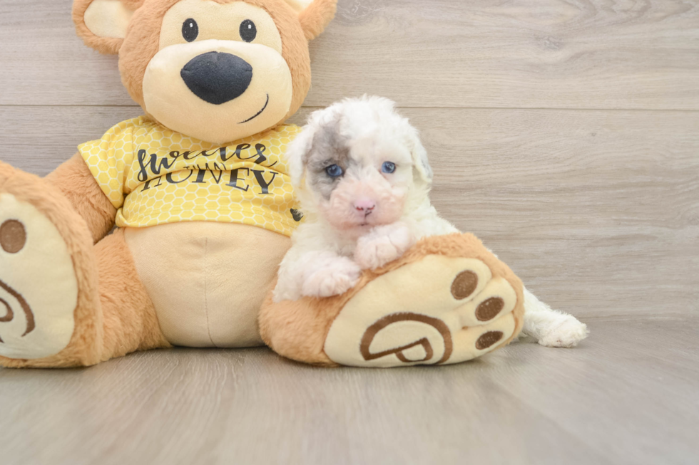 Poodle Pup Being Cute