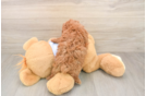 Little Poodle Purebred Pup