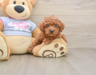 6 week old Poodle Puppy For Sale - Pilesgrove Pups