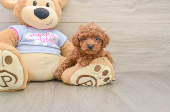 Poodle Puppy for Adoption