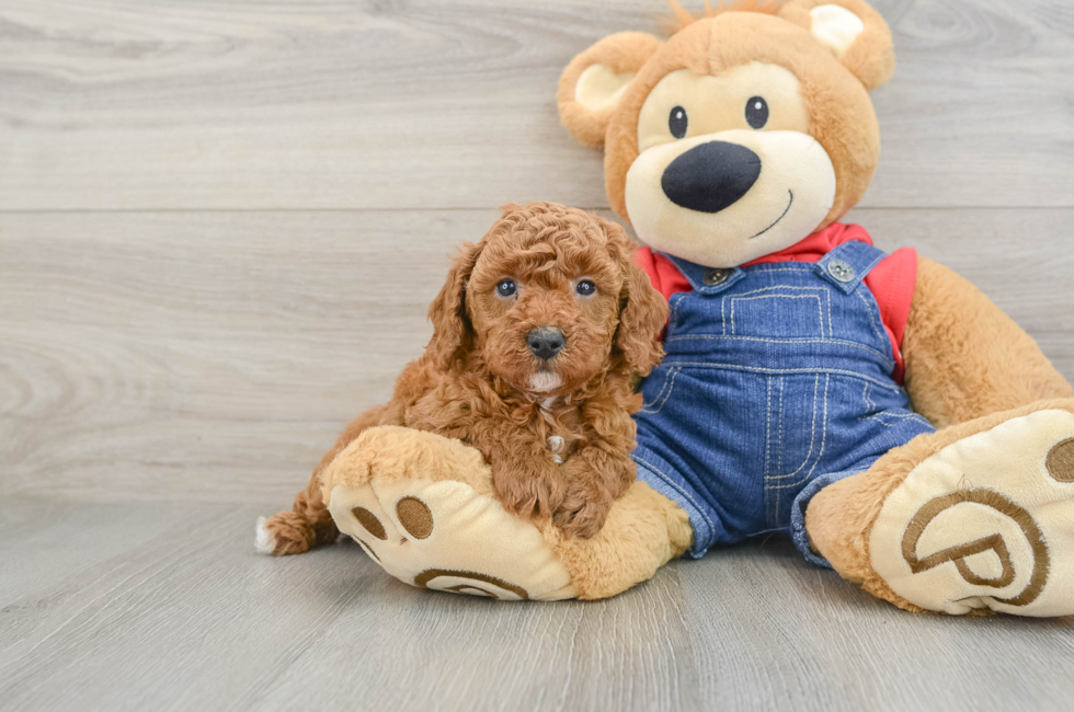 6 week old Poodle Puppy For Sale - Pilesgrove Pups