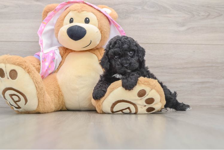 Poodle Pup Being Cute