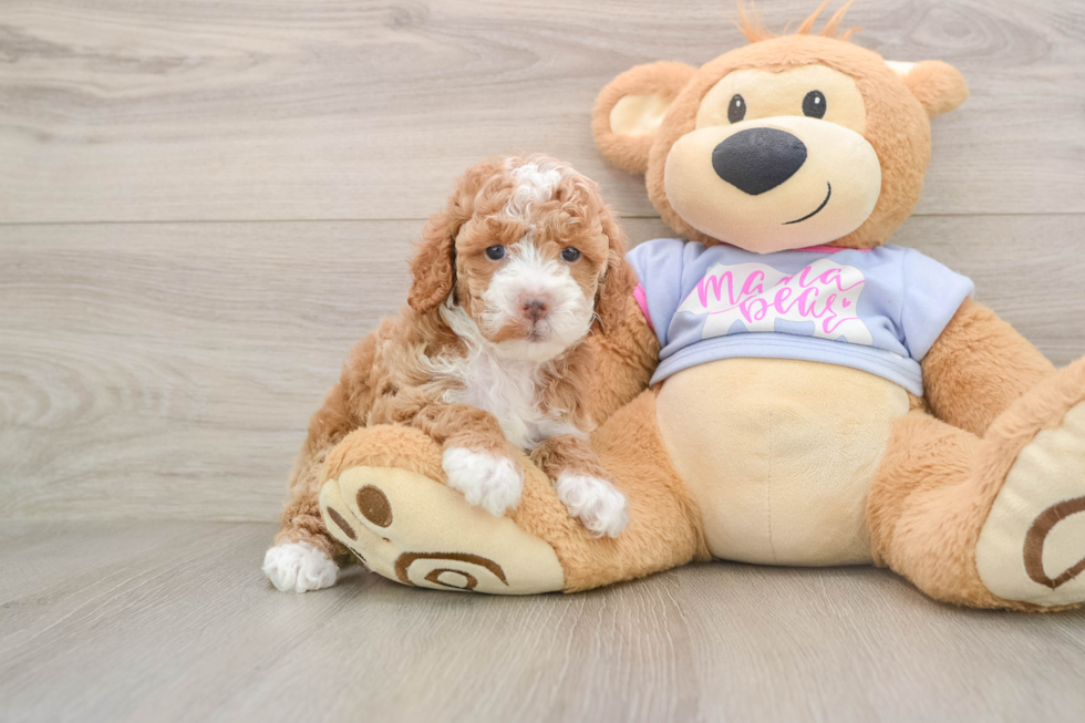 Energetic Pudle Purebred Puppy