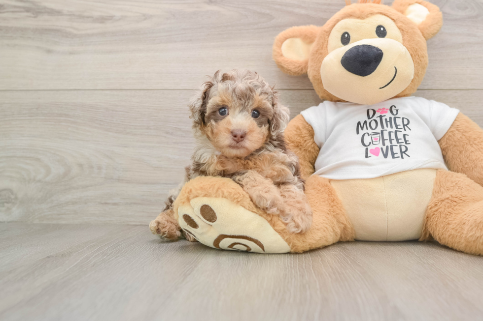 Poodle Pup Being Cute