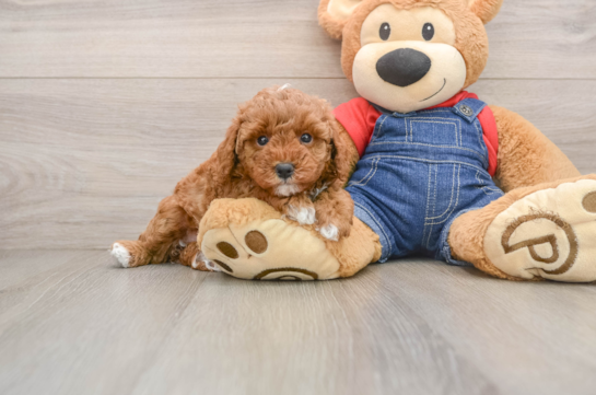 Best Poodle Baby