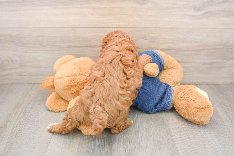 Poodle Puppy for Adoption