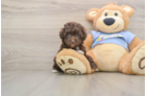 Popular Poodle Baby