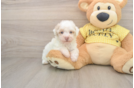 Poodle Puppy for Adoption
