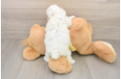 Best Poodle Baby