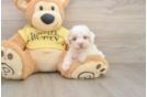 Akc Registered Poodle Purebred Pup