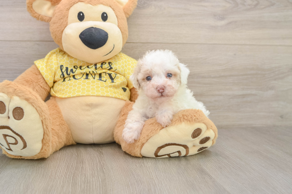 Akc Registered Poodle Purebred Pup