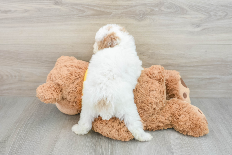 Funny Poodle Purebred Pup