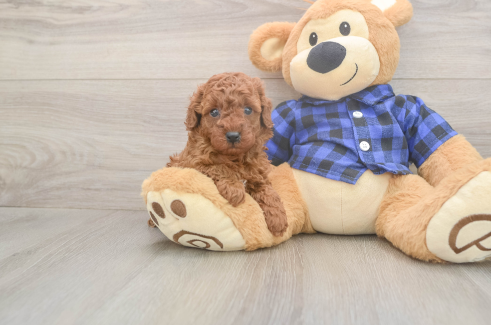 6 week old Poodle Puppy For Sale - Pilesgrove Pups