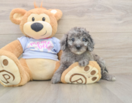 7 week old Poodle Puppy For Sale - Pilesgrove Pups