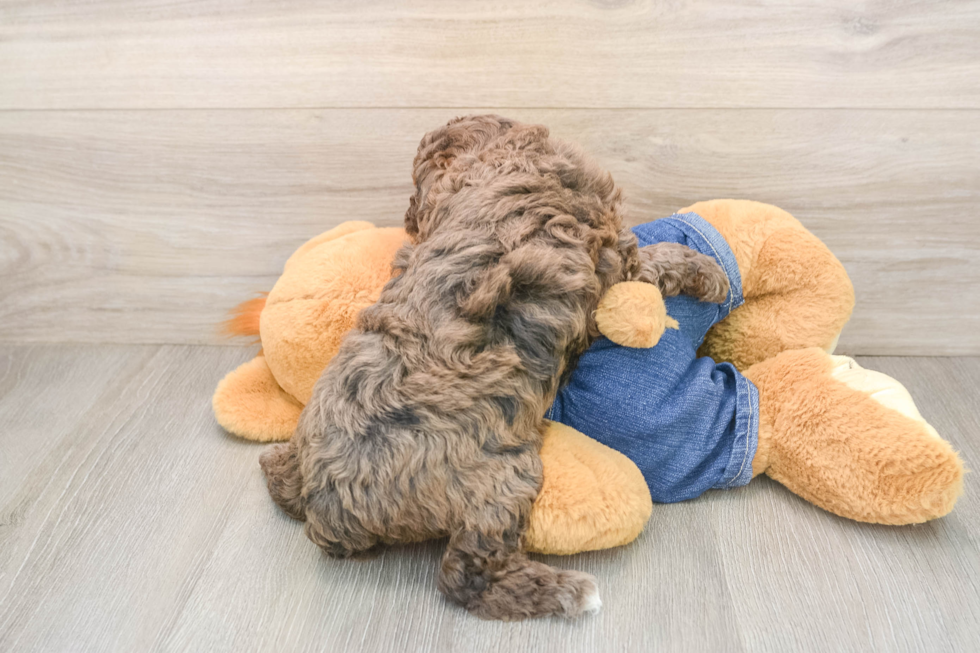 Little Poodle Purebred Pup
