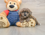 6 week old Poodle Puppy For Sale - Pilesgrove Pups