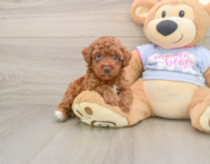 7 week old Poodle Puppy For Sale - Pilesgrove Pups