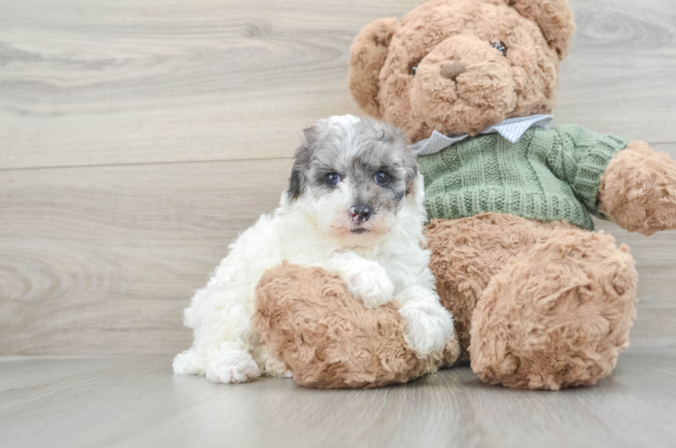 7 week old Poodle Puppy For Sale - Pilesgrove Pups