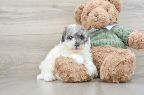 Fluffy Pooodle Purebred Puppy