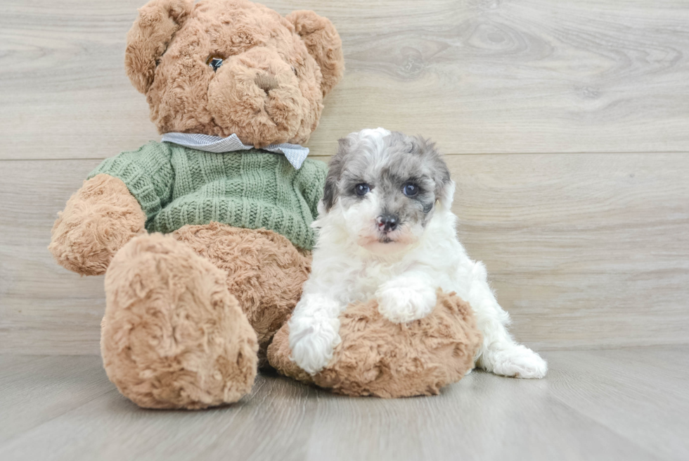 Poodle Puppy for Adoption