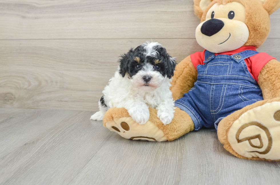 7 week old Poodle Puppy For Sale - Pilesgrove Pups