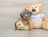 7 week old Poodle Puppy For Sale - Pilesgrove Pups