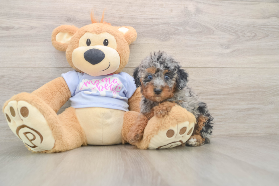 Happy Pooodle Purebred Puppy