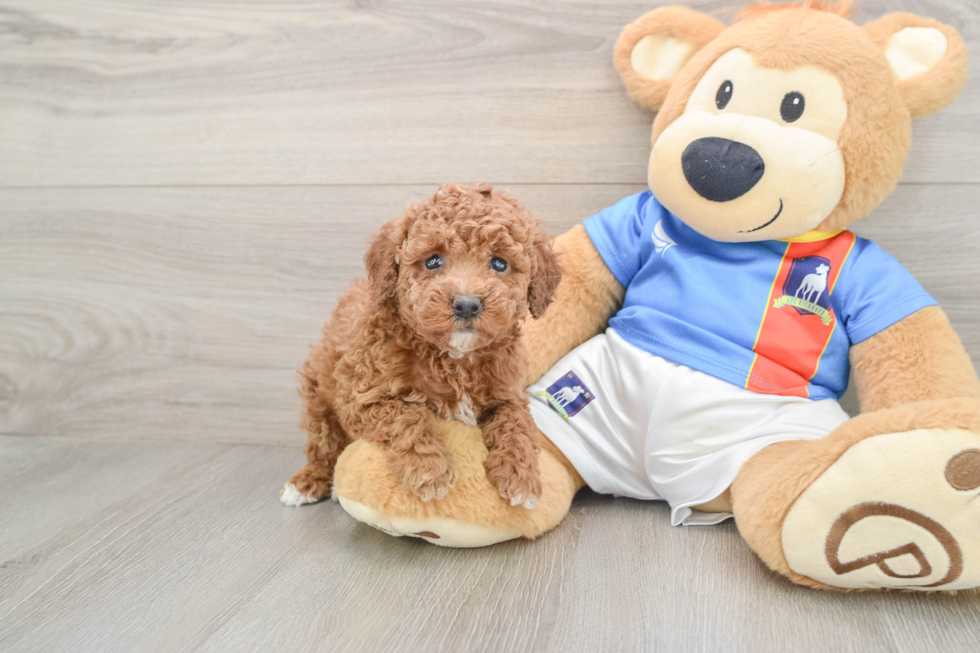 Adorable Pudle Purebred Puppy