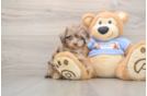Happy Pudel Purebred Puppy