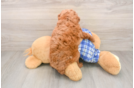 Cute Pudle Purebred Puppy