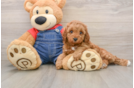Poodle Pup Being Cute