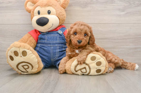 Poodle Pup Being Cute