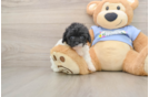 Poodle Pup Being Cute