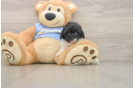 Poodle Puppy for Adoption