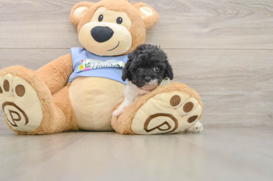 Poodle Puppy for Adoption