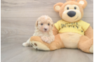 Akc Registered Poodle Purebred Pup
