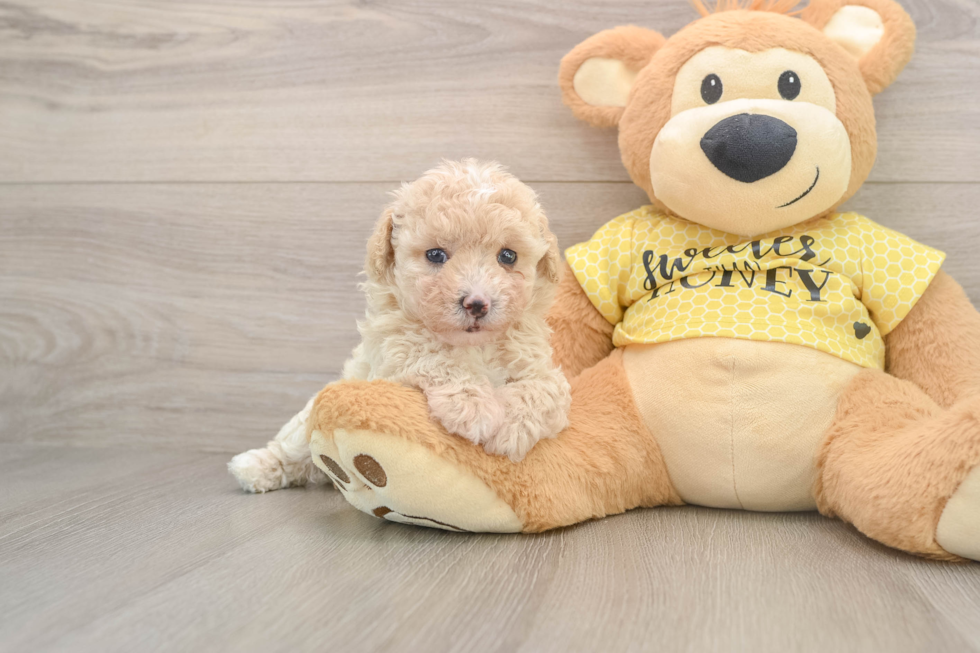 Akc Registered Poodle Purebred Pup