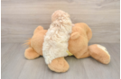 Poodle Puppy for Adoption