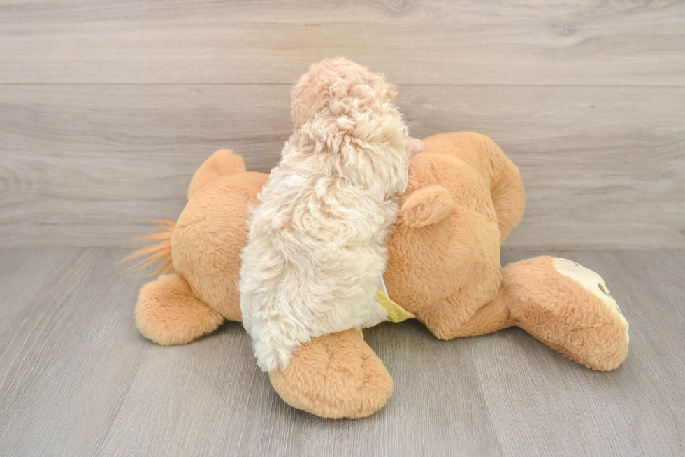 Poodle Puppy for Adoption