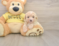 8 week old Poodle Puppy For Sale - Pilesgrove Pups