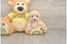 Poodle Puppy for Adoption