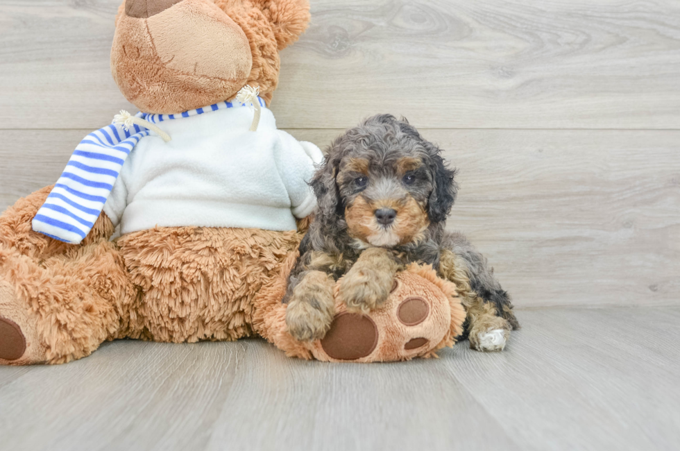 6 week old Poodle Puppy For Sale - Pilesgrove Pups